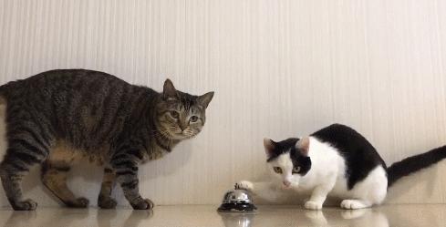 训练猫咪有用吗,训练猫咪时猫咪只知道玩