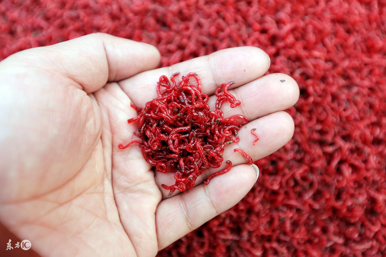 冬季钓鲤鱼白天适合还是夜晚适合,气温低钓鲤鱼用什么小药合适