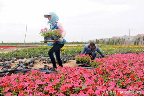 教你如何种植好花卉,夏季适合种植的花卉
