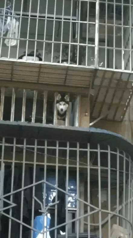 哈士奇千千万，目前网上的“网红”哈士奇是哪条呢？