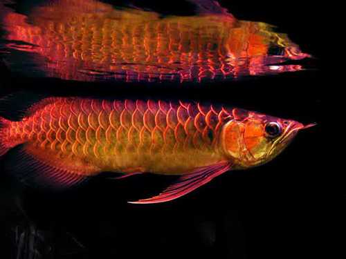 会看日历的你看得懂鱼的日历么？