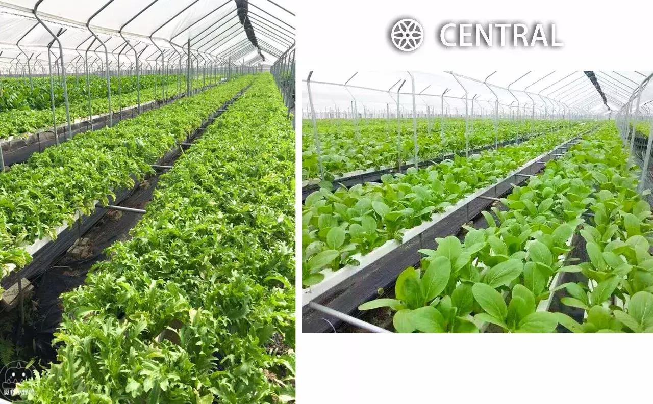 法国米其林大厨料理,米其林高端料理