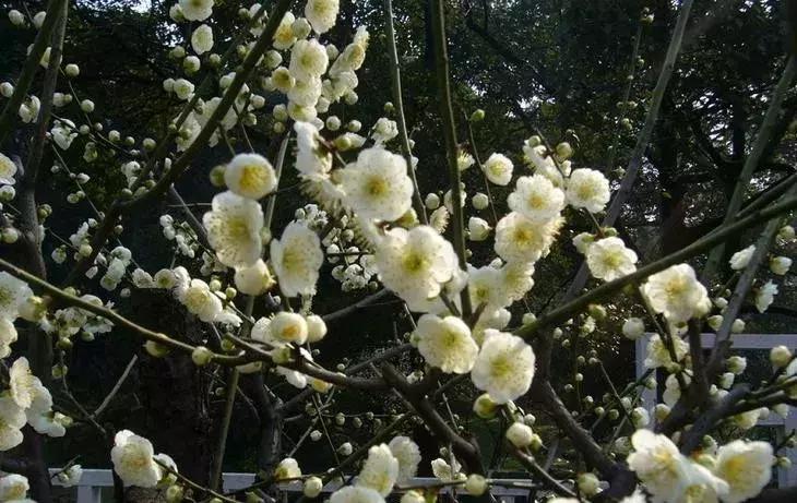 适合做盆景的梅花品种有哪些,梅花十大稀有品种哪种梅花最珍贵