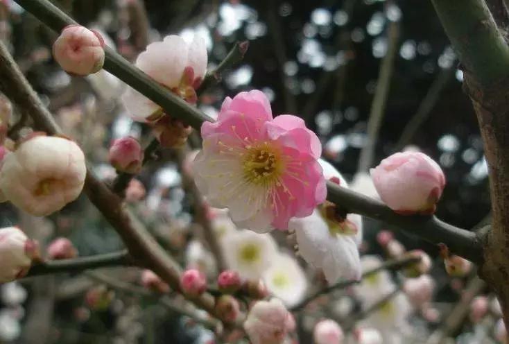 适合做盆景的梅花品种有哪些,梅花十大稀有品种哪种梅花最珍贵
