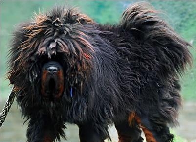 犬种百科之博美犬,犬种百科之阿拉斯加犬