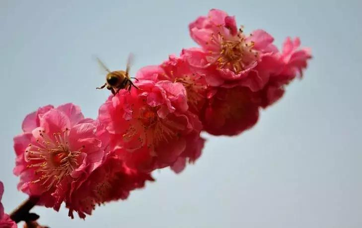 适合做盆景的梅花品种有哪些,梅花十大稀有品种哪种梅花最珍贵