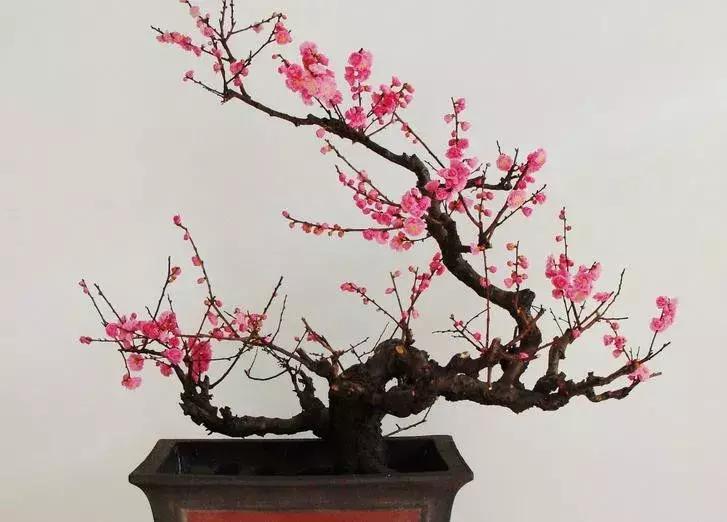 适合做盆景的梅花品种有哪些,梅花十大稀有品种哪种梅花最珍贵