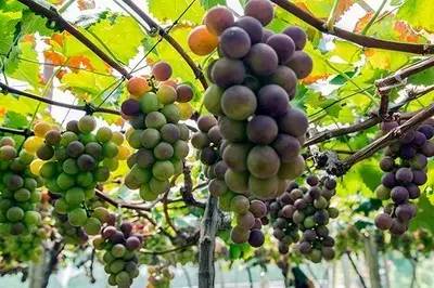 宁波北仑有几个小港,北仑有多少小港