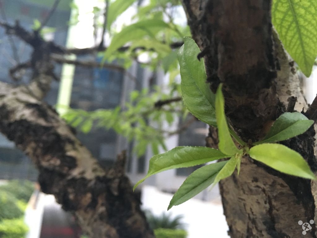 iphonese一代使用一天,iphonese一代日常使用