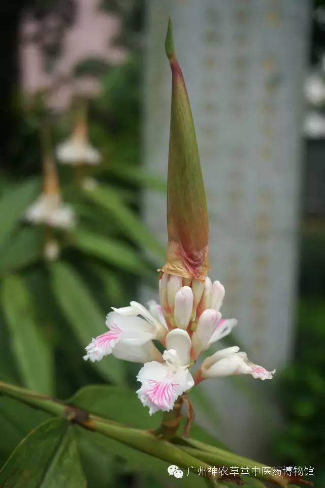 益智仁暖肾固精缩尿温脾,脾虚肾虚乏力中药处方