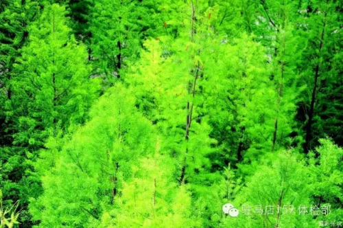 驻马店159是私人医院吗,驻马店159医院为啥改名