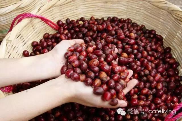欢乐颂安迪吃邱莹莹做的饭,欢乐颂安迪给邱莹莹的咖啡