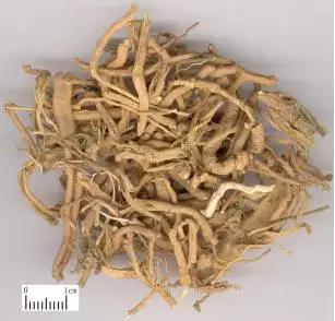 中药远志的方子,跟我识中药专栏第259期