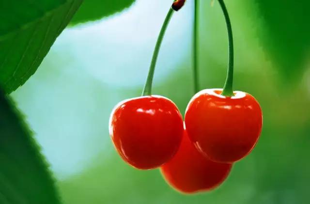 白鹿原采摘大樱桃,去白鹿原采摘樱桃