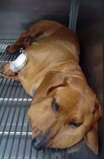 被蜜蜂蛰了的狗狗让人心疼又好笑,最近网上爆火的被蜜蜂蛰了的狗狗