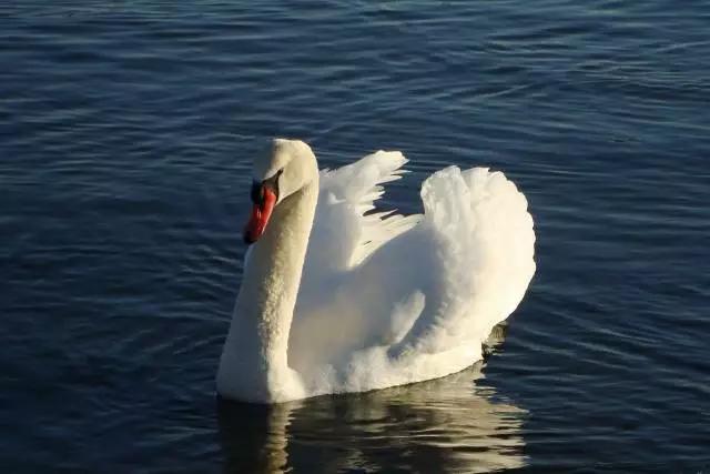 正宗的北京烤鸭是什么样子的,一只烤鸭