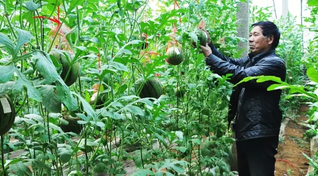 赏玫瑰摘西瓜这个假期有福喽