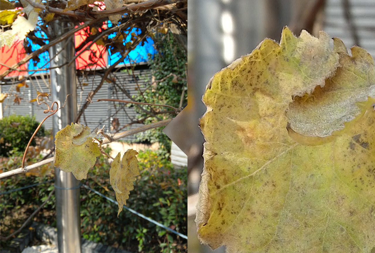 联想yogaduet2022款二合一平板,联想平板yogapadpro13英寸