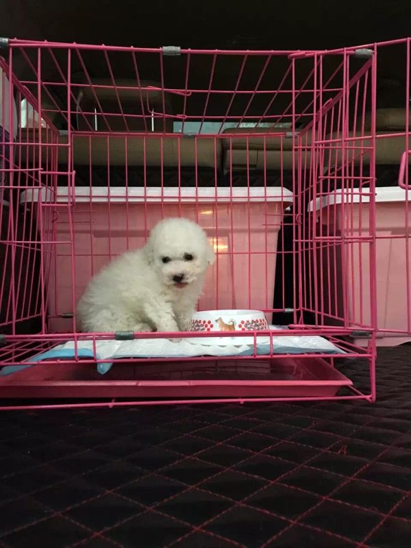 Simon说狗公寓中的精灵小泰迪