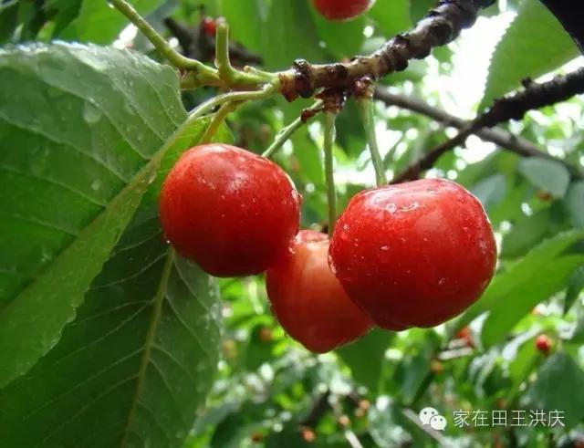 白鹿原采摘大樱桃,去白鹿原采摘樱桃