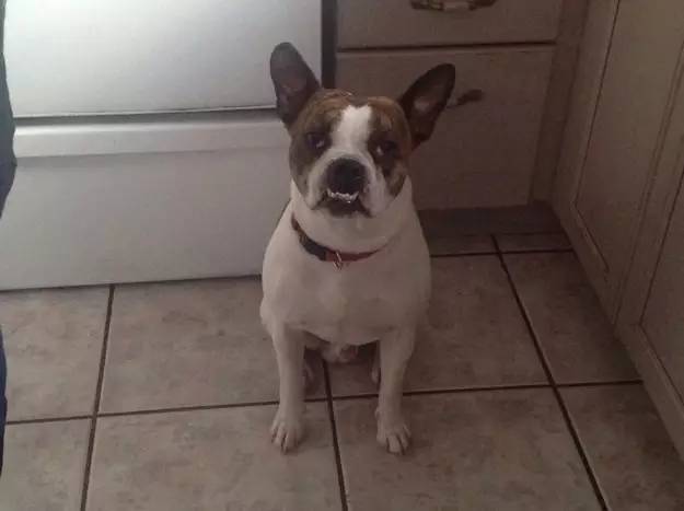 被蜜蜂蛰了的狗狗让人心疼又好笑,最近网上爆火的被蜜蜂蛰了的狗狗