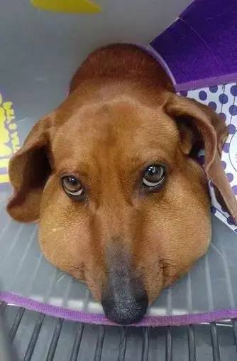 被蜜蜂蛰了的狗狗让人心疼又好笑,最近网上爆火的被蜜蜂蛰了的狗狗