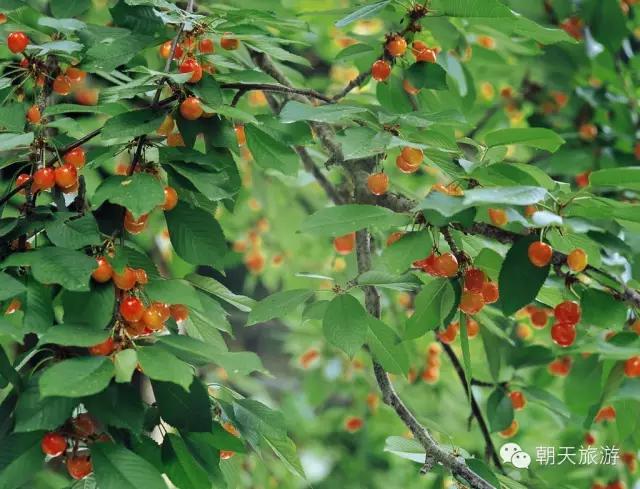 土象星座的星座,朝天的地理位置