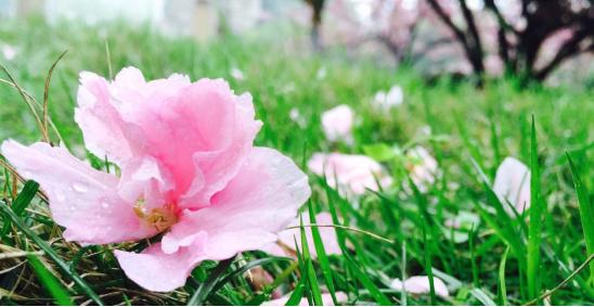 华为p9测评处理器,华为p9评测