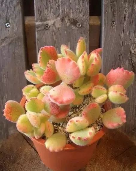 又贵又难养的多肉,又贵又稀有的又好看的多肉