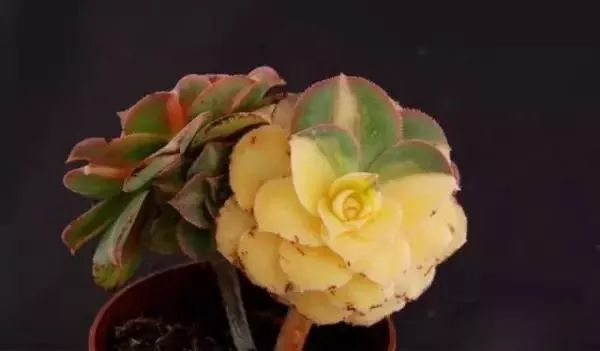 又贵又难养的多肉,又贵又稀有的又好看的多肉