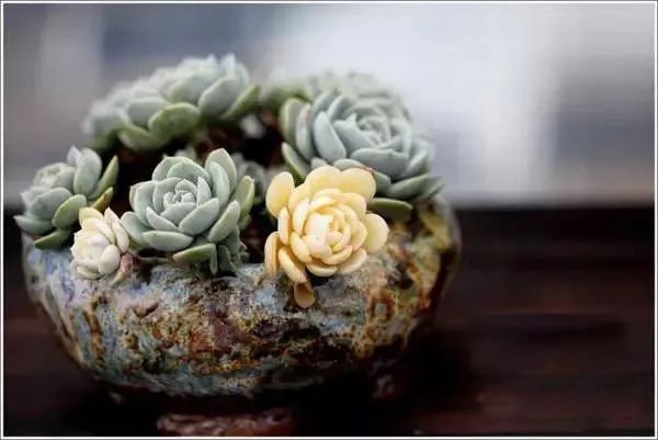 又贵又难养的多肉,又贵又稀有的又好看的多肉