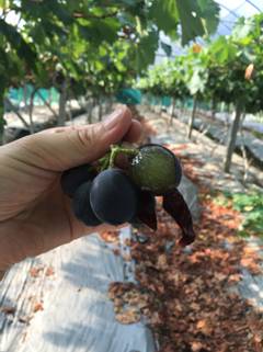 四川到福建怎么玩,四川到台湾怎么去