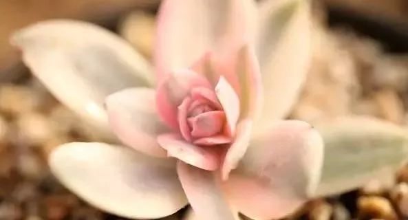 又贵又难养的多肉,又贵又稀有的又好看的多肉