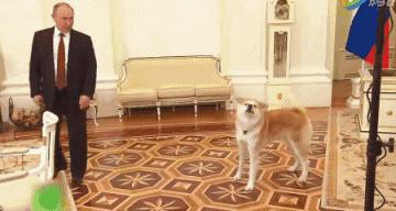 普京日历,普京和狗狗温馨图片