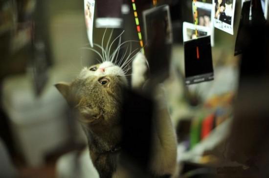 酒店试睡员和网络鉴黄师,酒店试睡员最舒服的工作