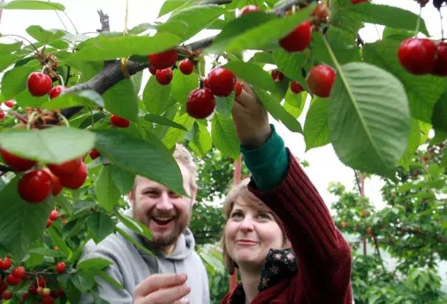 白鹿原采摘大樱桃,去白鹿原采摘樱桃