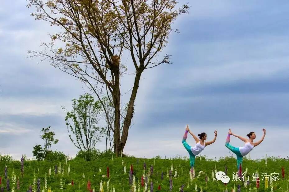 花海中最美的瑜伽,花海中的瑜伽动作