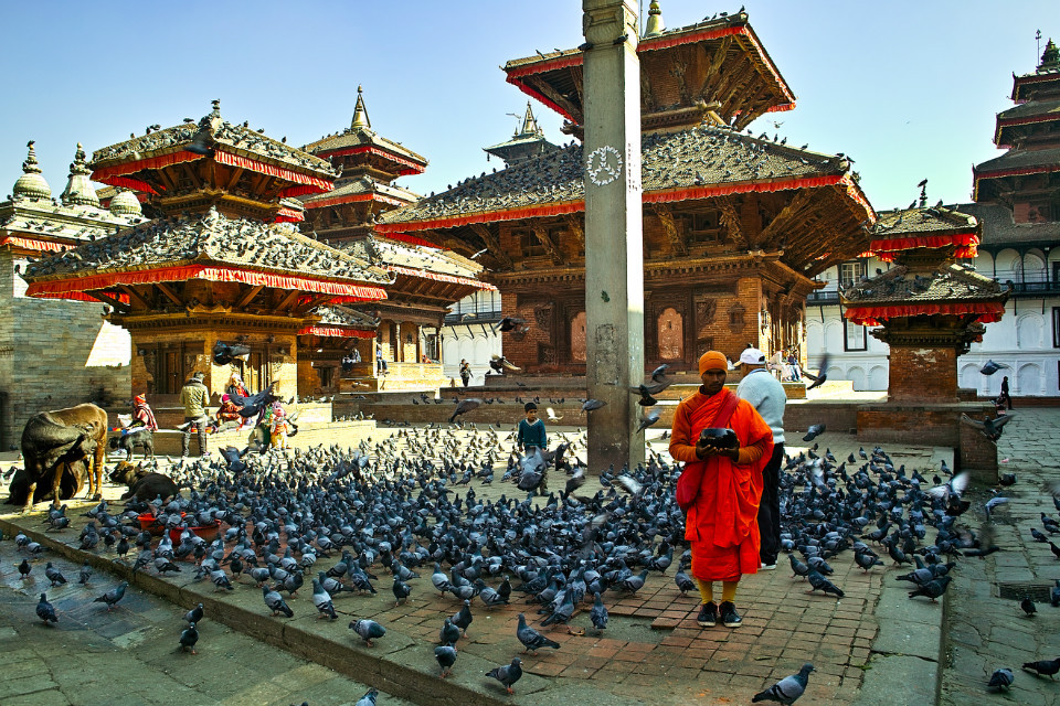 真正的金刚菩提有什么特点,金刚菩提哪里产的最好最正宗
