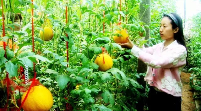 赏玫瑰摘西瓜这个假期有福喽