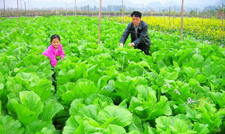 蔬菜的营养与人体健康，附带蔬菜等级分类，吃的明明白白