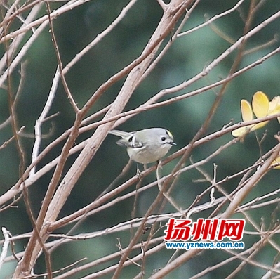 扬州观鸟攻略,瘦西湖的鸟类