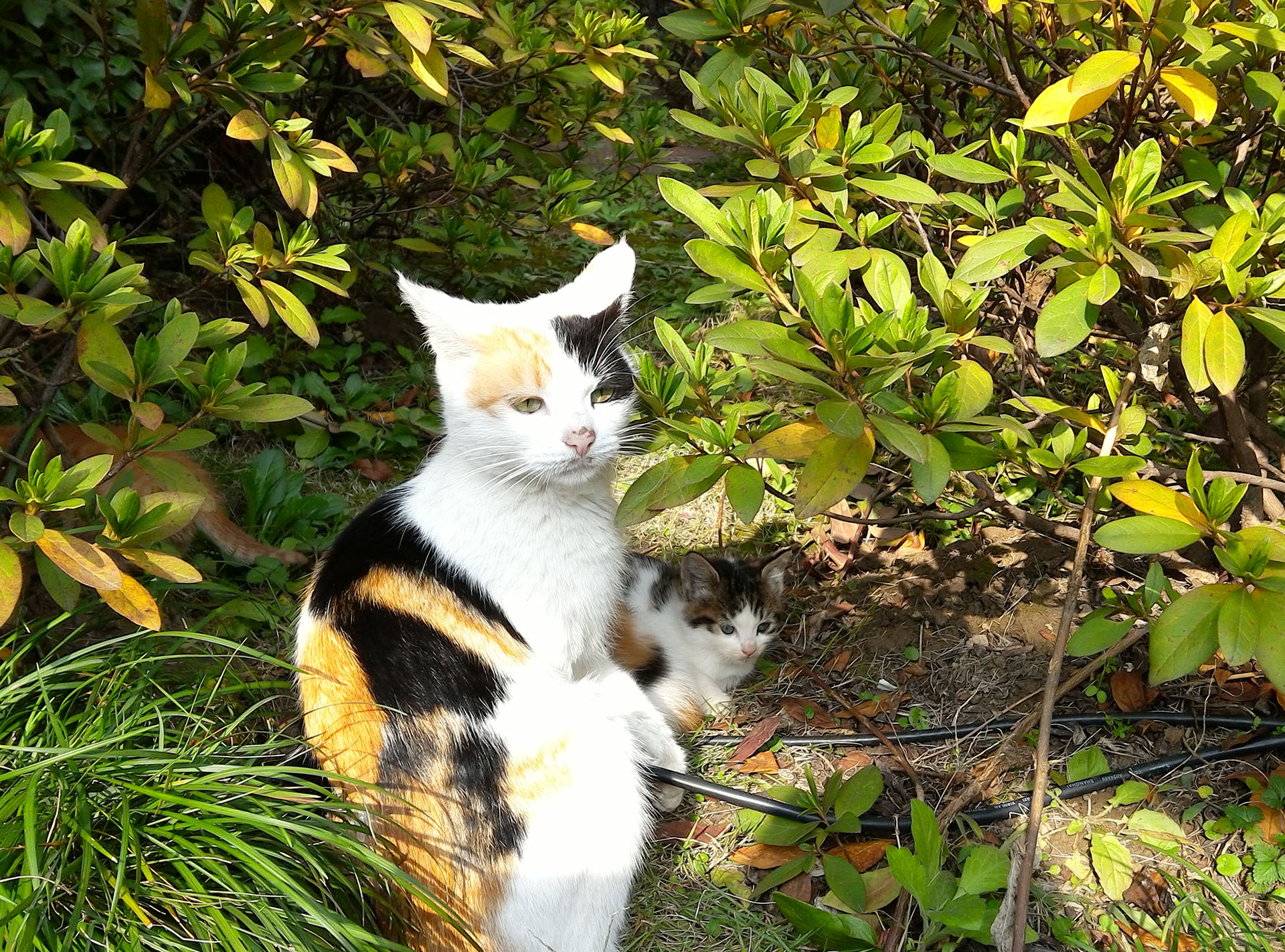 联想yogaduet2022款二合一平板,联想平板yogapadpro13英寸