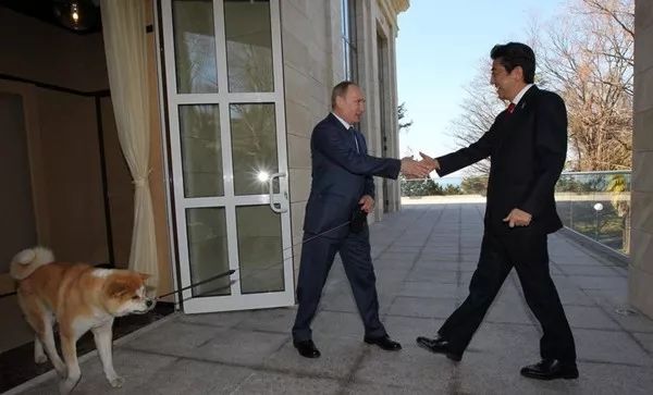 普京日历,普京和狗狗温馨图片