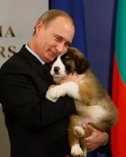 普京日历,普京和狗狗温馨图片