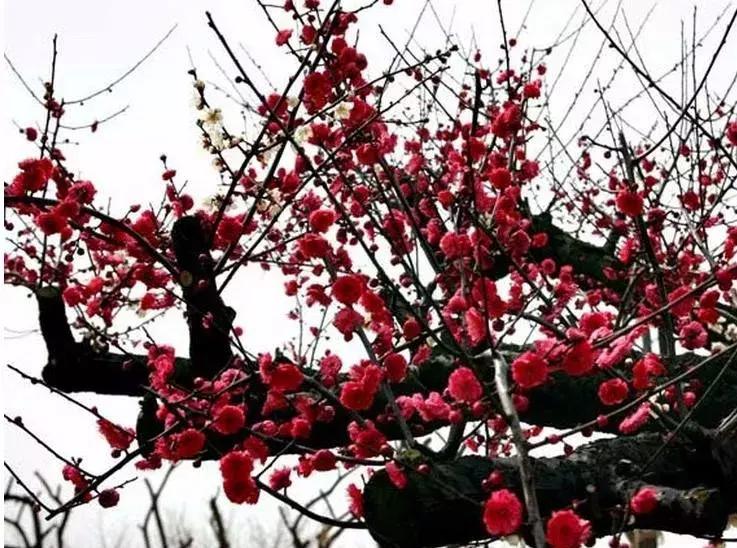 适合做盆景的梅花品种有哪些,梅花十大稀有品种哪种梅花最珍贵