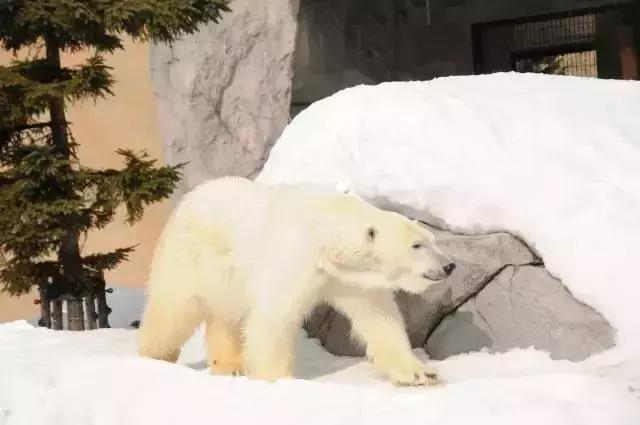 带娃冬天看雪最好的地方,冬季带孩子玩雪必备