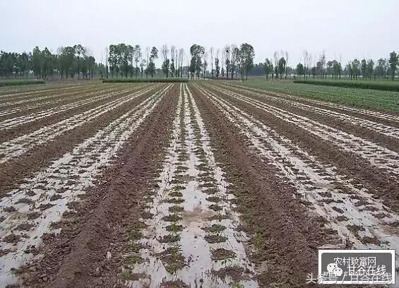 正宗的甘谷辣椒,甘谷七寸红辣椒