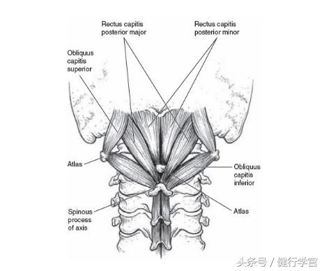 颈椎病的康复治疗手法,颈椎病用圆枕能康复吗
