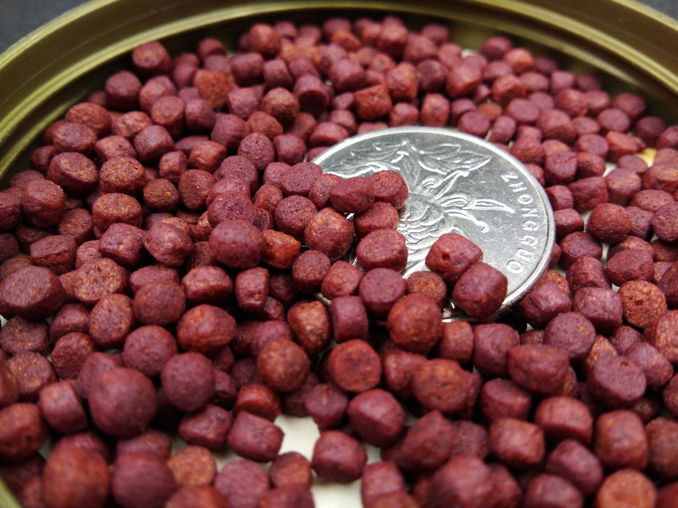 罗汉鱼的养法,罗汉鱼培育方法