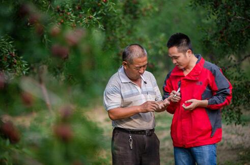 它贵过世界上99%的红枣，会拉丝和脆皮红枣口感好迷人